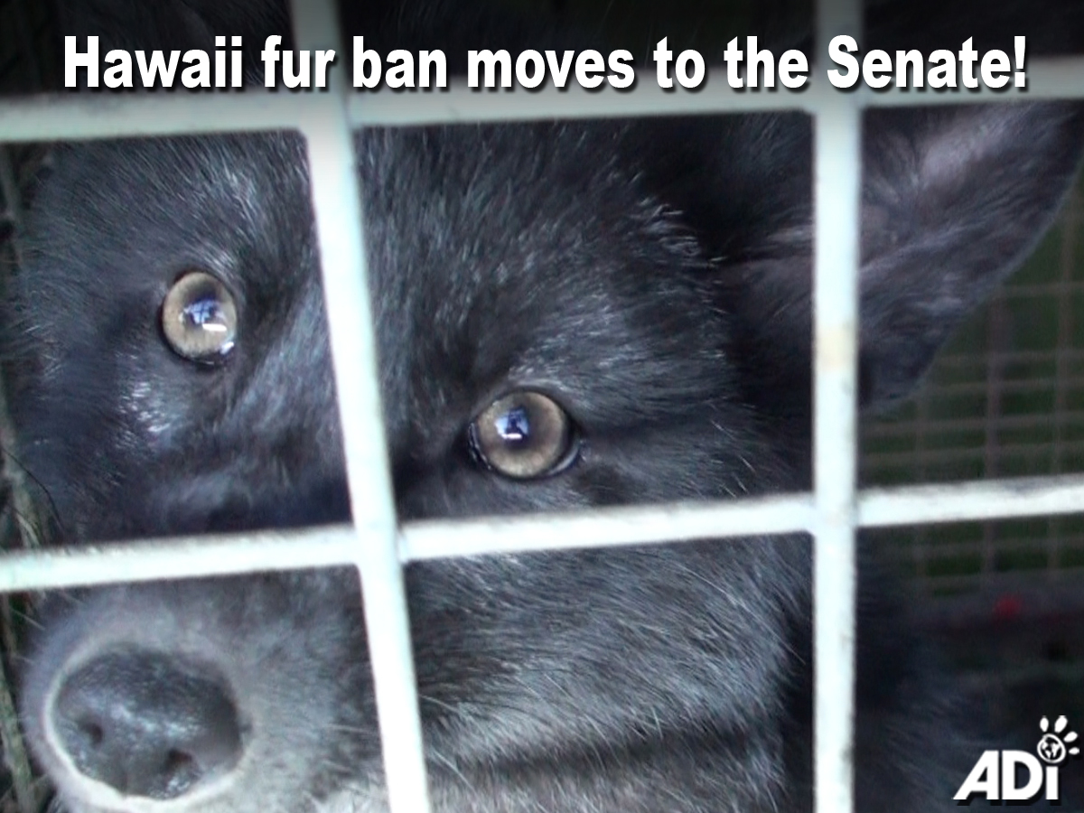 AnimalDefenders's tweet photo. GOOD NEWS FROM #HAWAII: The bill to ban the sale & manufacture of #fur statewide has passed its third & final reading in the State House of Representatives. Introduced by Representative Gregg Takayama, HB1689 now moves to the Senate.
#banfur #furfree #neverhumane https://t.co/pEIt5rb0my