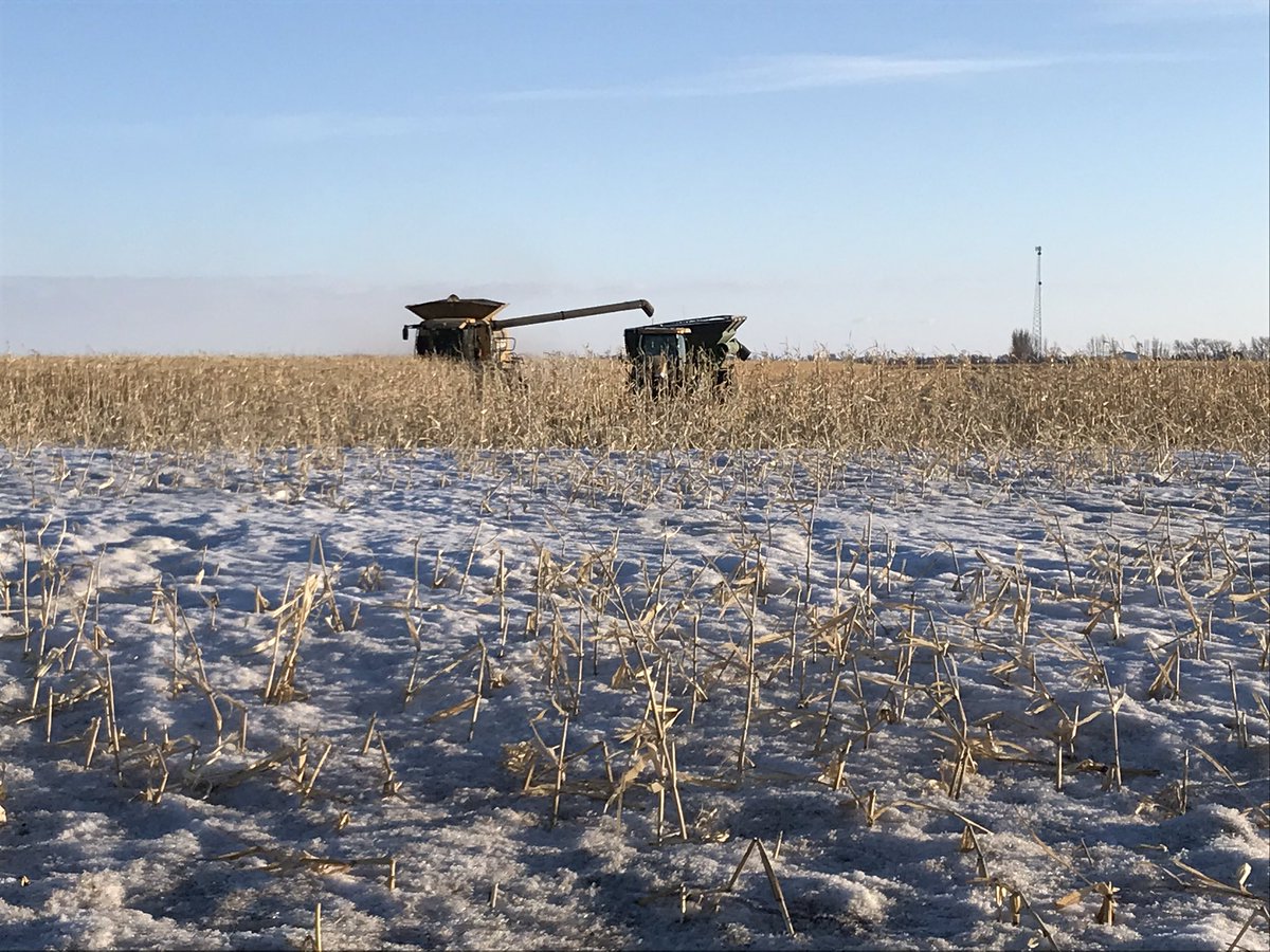 Tyne_Ag's tweet photo. We didn’t expect to see this today, but @USFarmReport is in Grand Forks, ND and that’s #harvest19 now becoming #harvest20. Farmers tell me moisture content has come down a bit. Test weight has gone up a few pounds. And the rows along the perimeter of these fields are trash. https://t.co/VjN2cvfqSw