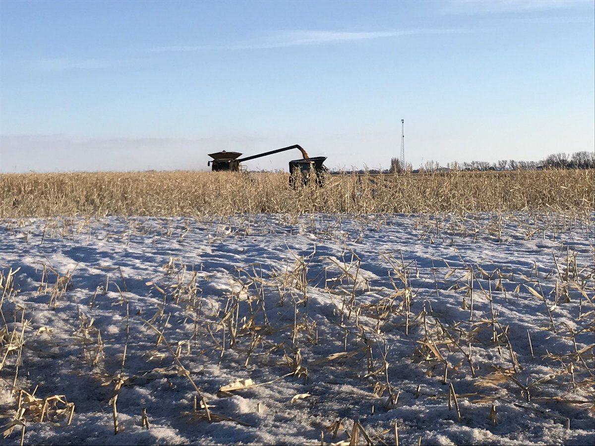 Tyne_Ag's tweet photo. We didn’t expect to see this today, but @USFarmReport is in Grand Forks, ND and that’s #harvest19 now becoming #harvest20. Farmers tell me moisture content has come down a bit. Test weight has gone up a few pounds. And the rows along the perimeter of these fields are trash. https://t.co/VjN2cvfqSw