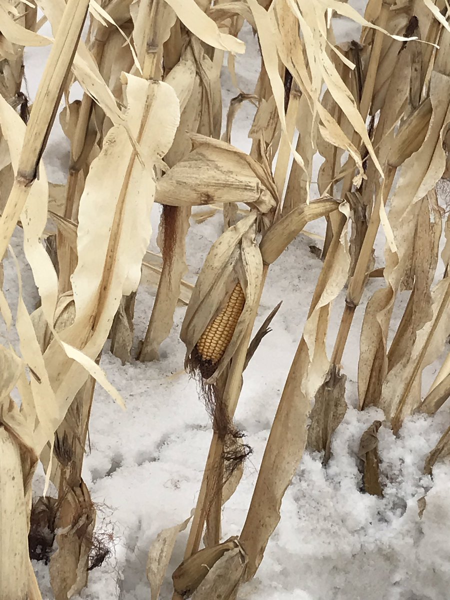 Tyne_Ag's tweet photo. We didn’t expect to see this today, but @USFarmReport is in Grand Forks, ND and that’s #harvest19 now becoming #harvest20. Farmers tell me moisture content has come down a bit. Test weight has gone up a few pounds. And the rows along the perimeter of these fields are trash. https://t.co/VjN2cvfqSw