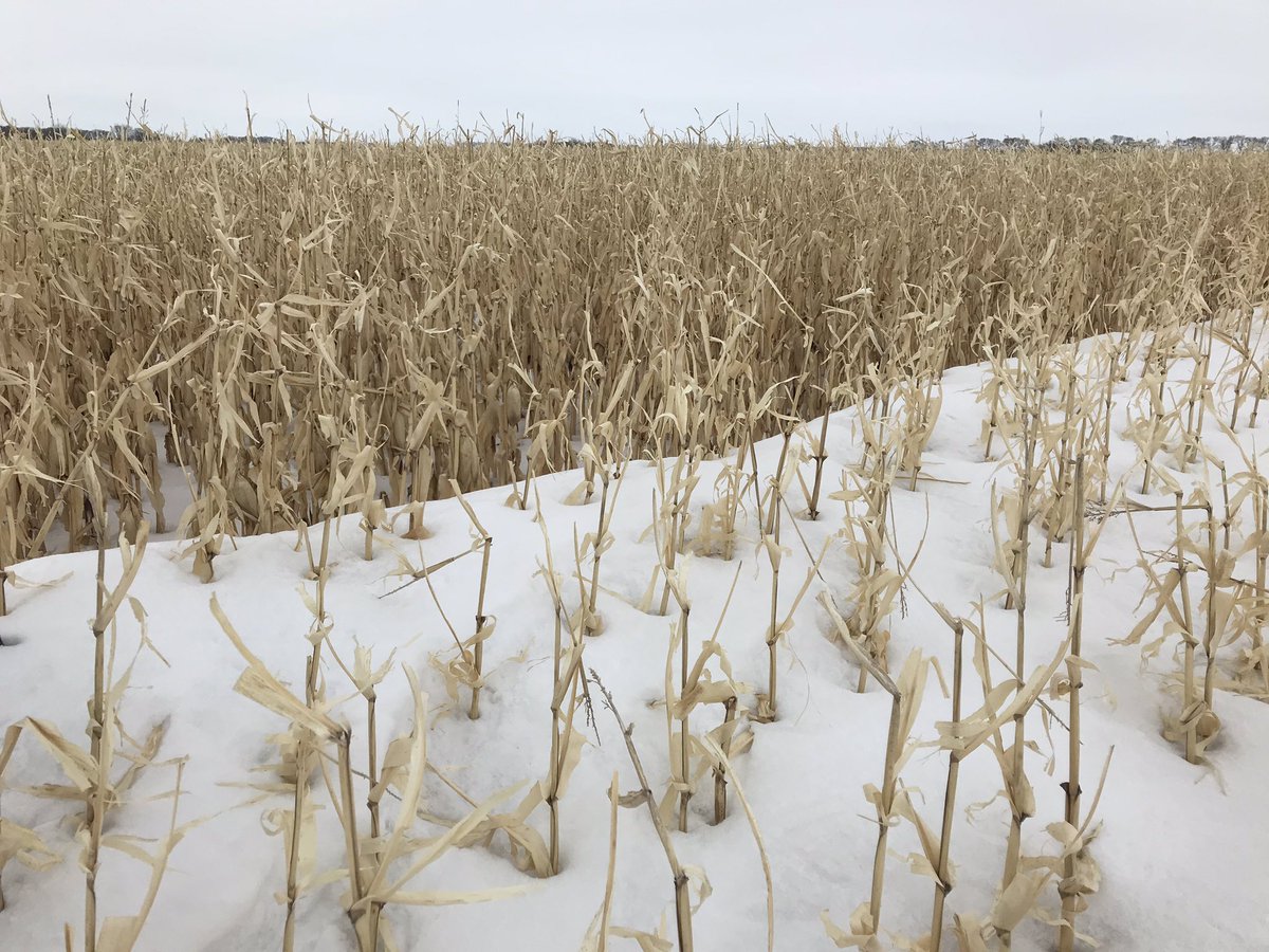 Tyne_Ag's tweet photo. We didn’t expect to see this today, but @USFarmReport is in Grand Forks, ND and that’s #harvest19 now becoming #harvest20. Farmers tell me moisture content has come down a bit. Test weight has gone up a few pounds. And the rows along the perimeter of these fields are trash. https://t.co/VjN2cvfqSw