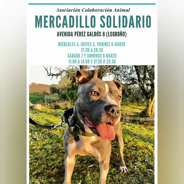 Colaboración Animal tweet media