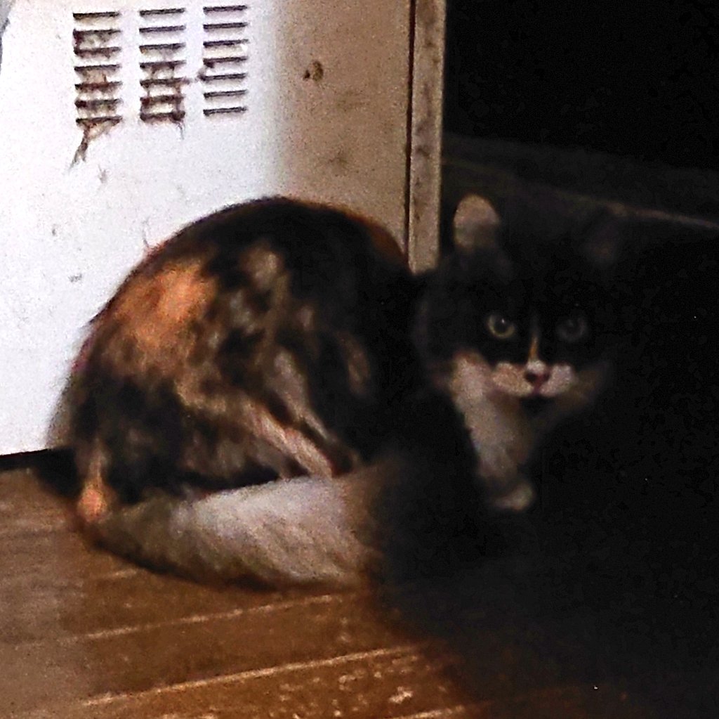 さむい これは捨てる電子レンジとふざけたしっぽした猫のようなたぬきのような猫 猫のしらゆきの漫画 さむい これは捨てる電子レンジとふざけたしっぽした猫のようなたぬきのような猫 猫のしらゆきの漫画