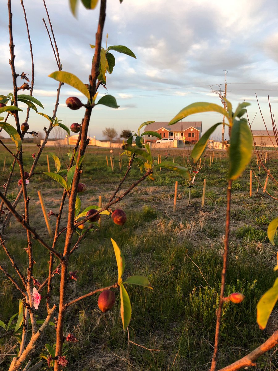 h4thtx's tweet photo. Nectarines and Peaches starting to bulb. Come visit our farm and see our trees! Please support our cause in feeding the hungry! #h4thtx #harvestforthehungrytexas #volunteer #feedthehungry https://t.co/WynjdcNJAe