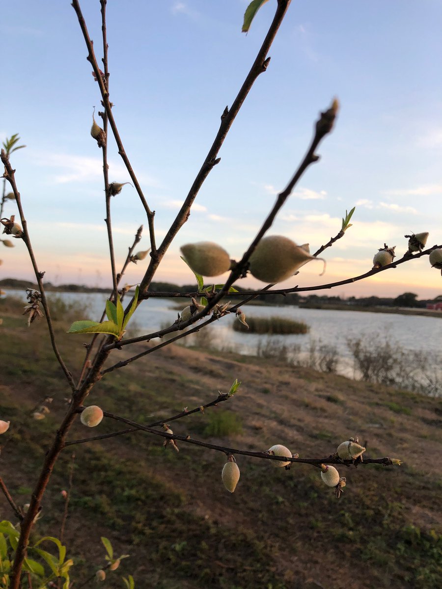 h4thtx's tweet photo. Nectarines and Peaches starting to bulb. Come visit our farm and see our trees! Please support our cause in feeding the hungry! #h4thtx #harvestforthehungrytexas #volunteer #feedthehungry https://t.co/WynjdcNJAe