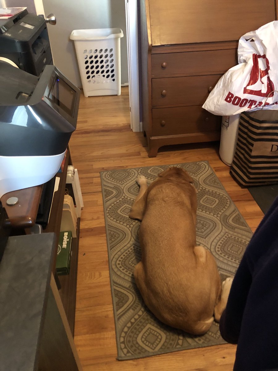 rox_bek's tweet photo. I wait for Mom to work so I can then go on a walk!!! https://t.co/O6dyjV2oeN