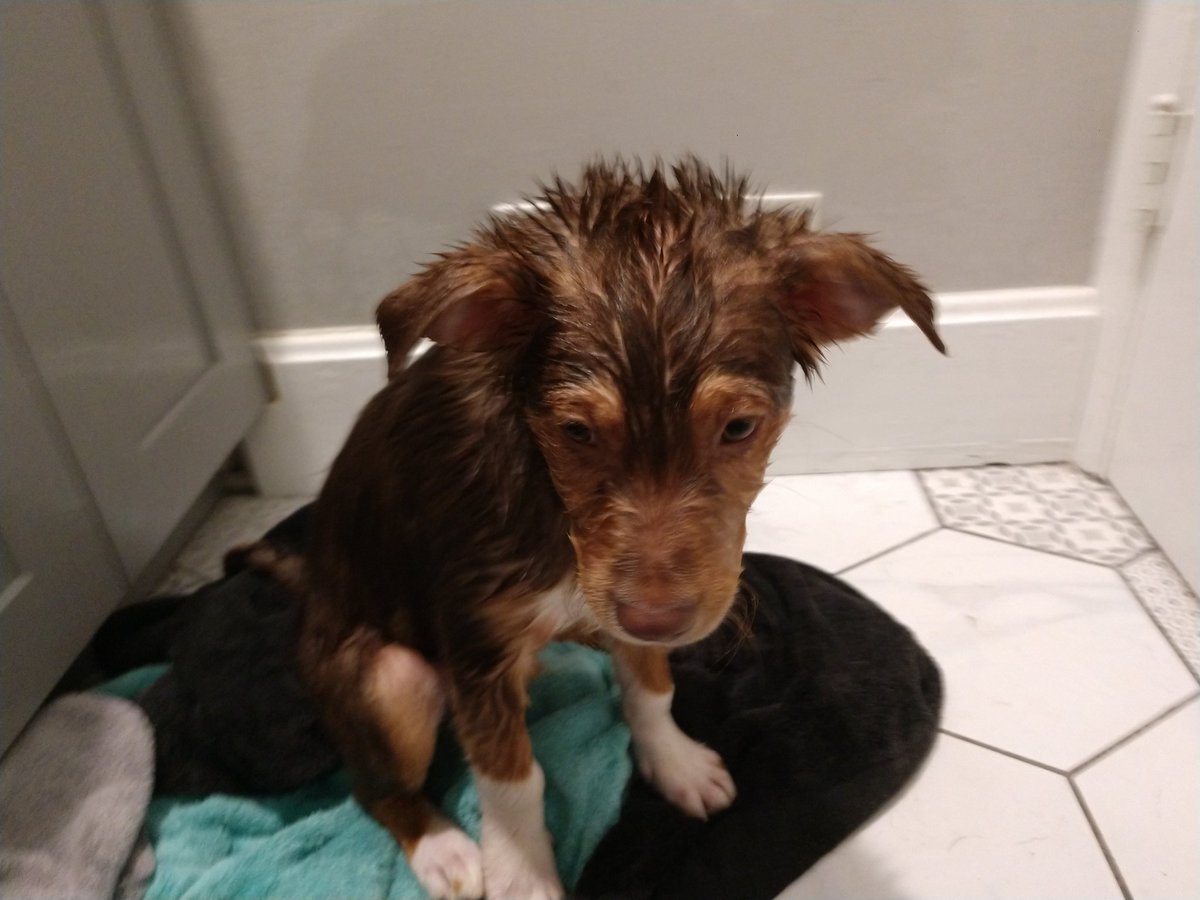 CincySuperFan's tweet image. #FirstBath