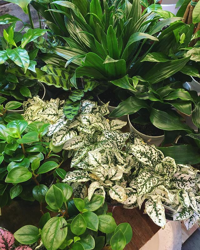 The soothing effect of a room full of plants 🧘🏻🌱 What’s your latest plant pickup?
.
.
.
.
.
.
.
.
.
.
.
.
#plantzen #onewithplants #plantperson #plantparent #plantparenthood #plantpeople #plantsplantsplants #plantsmakepeoplehappy #plantsmakemehappy #… ift.tt/39kfRlq