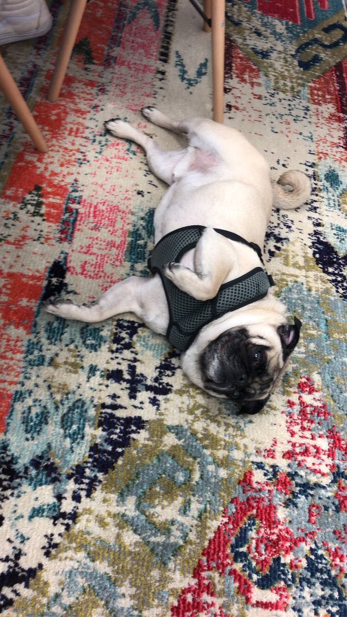 Happy Super Tuesday! Frank is excited to vote, we hope you are too. If you’re in line don’t leave until you have submitted that ballot! #BlueWave