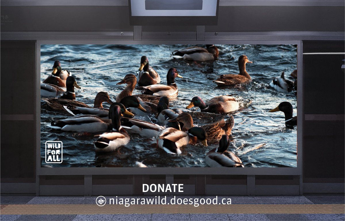 WildNiagara's tweet photo. Because animals shouldn't have to be seen through a screen. With your donation, you can help to preserve their natural habitat. Donate today! #WildForAll #gddg @NPCA_Foundation @gddoesgood https://t.co/MJpCw2b8yh