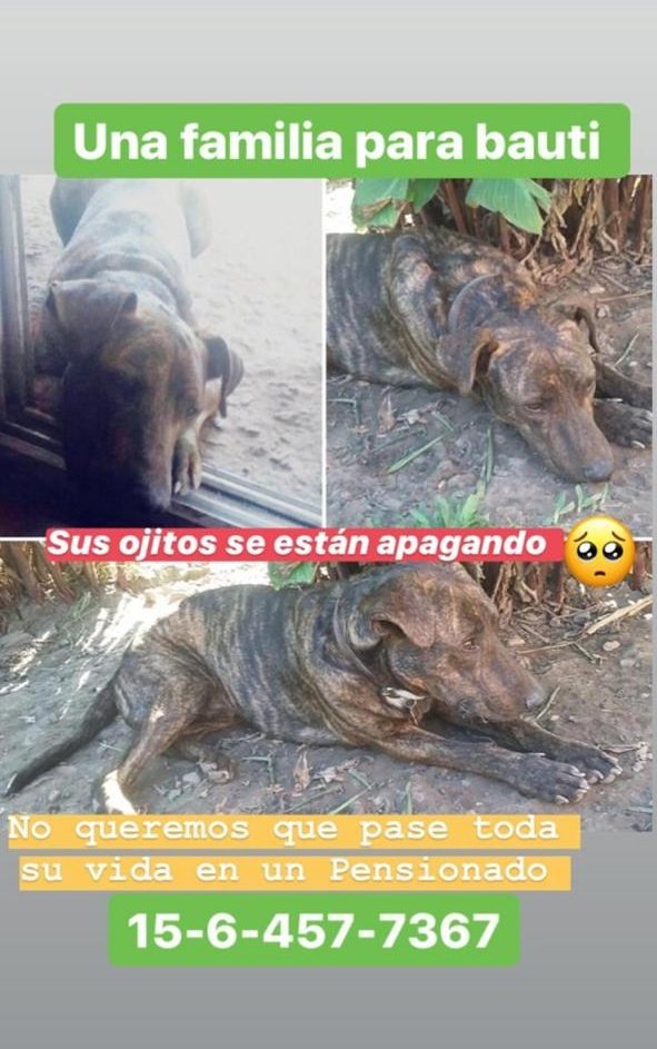 DistasioNicolas's tweet photo. Adopta amor del bueno y te lo agradecerán de por vida ❤. https://t.co/8cKMJsqtTP