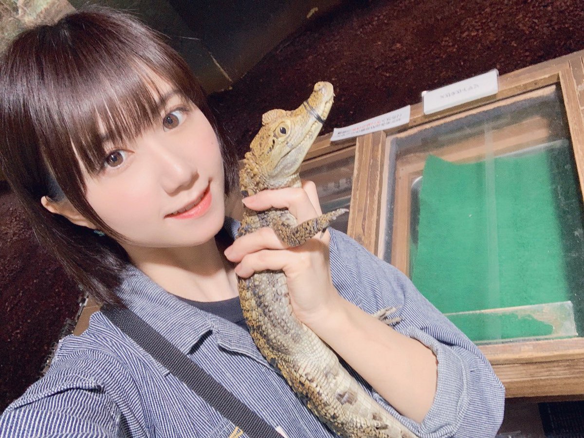 片手サイズ鰐🐊

#ワニ　#鰐　#メガネカイマン　#爬虫類　#はちゅドル　#Spectacledcaiman #caiman #iZoo