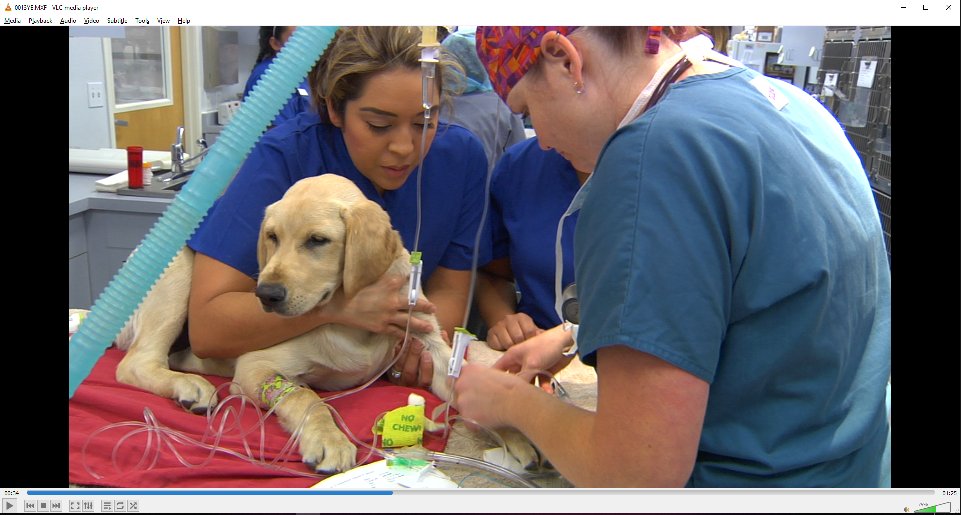 FollowSBD's tweet photo. Montage will soon have a full library of Educational videos! We are in the final stages of production on a series of over 30 videos ranging on topics from ACL Repair to Heart Worm to Fleas! https://t.co/aKpJRT1gh0 https://t.co/uNx8DmIPKn