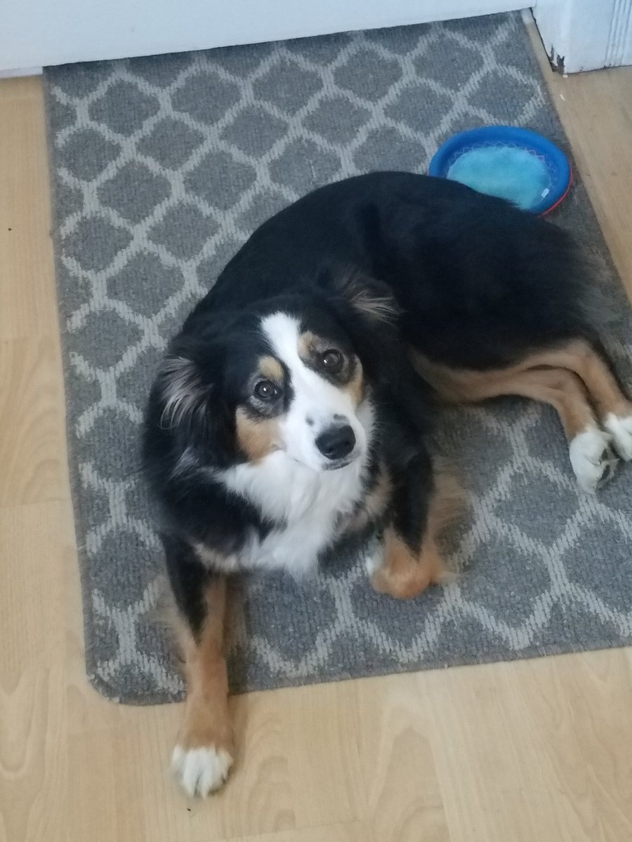 Thomas_Fleener's tweet photo. @GoldenKnights Best Gurl. #Vgk #VegasBorn https://t.co/J5AvHIdtY9