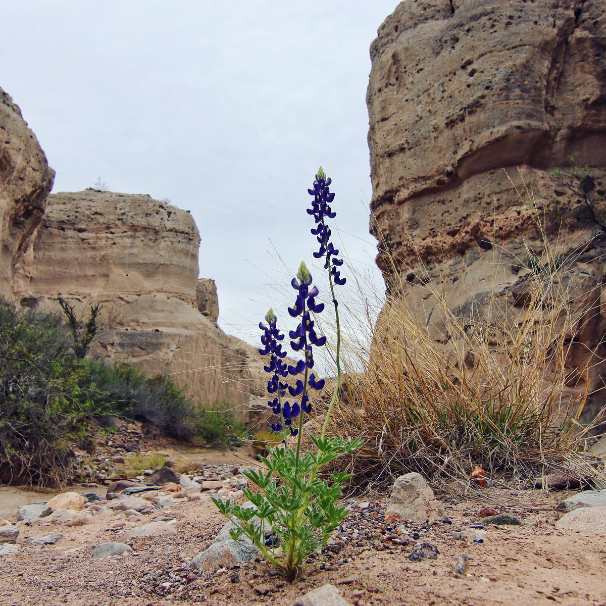 Tuff Canyon Trail in Big Bend NP. 

We do love the contrasts you get to see in the arid parks. And this was an easy stroll down the wash with single bluebonnets and hanging flowers. 

#nationalpark #bigbend