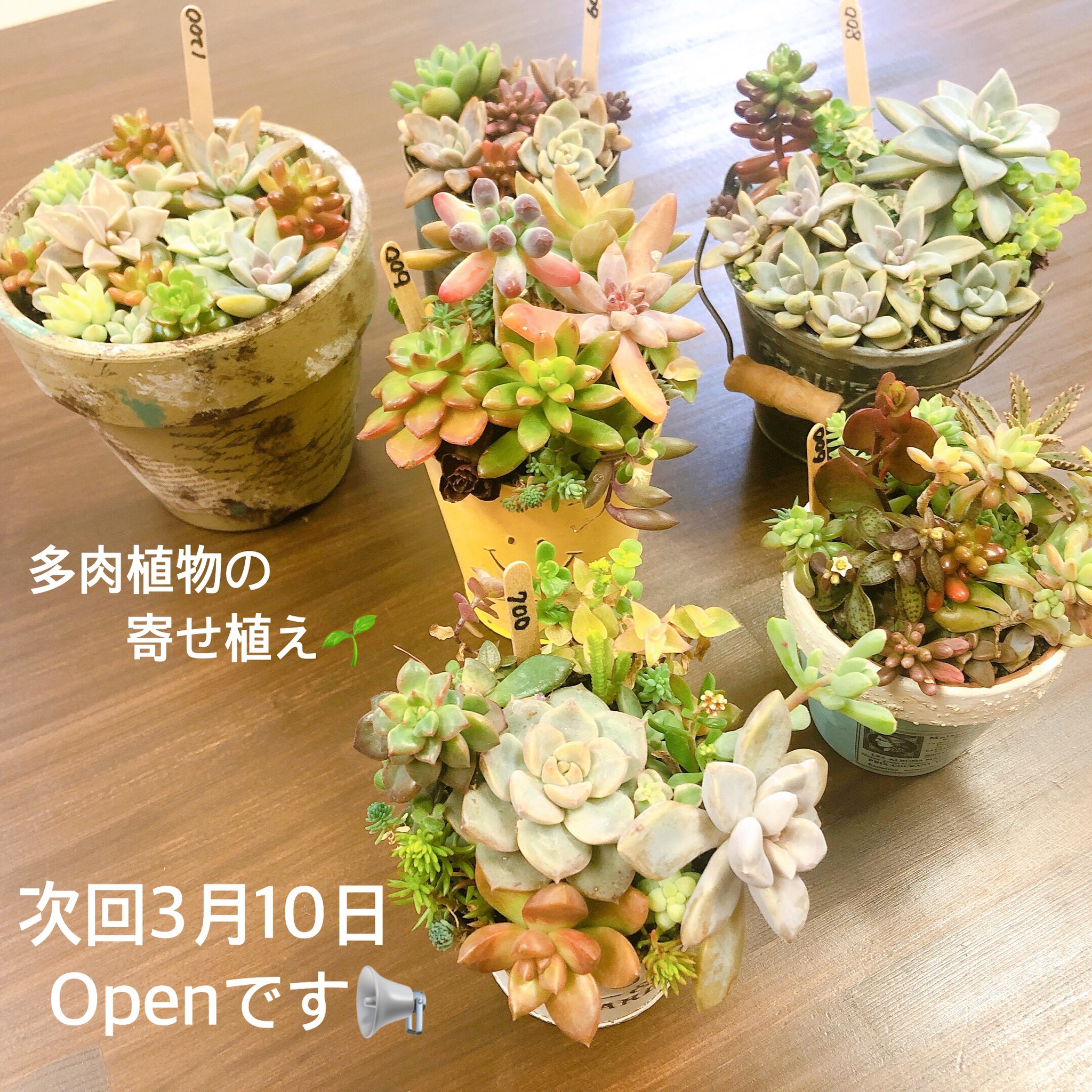 Special Space すぺすぺ 今日のお写真は多肉植物です 3月のハンドメイドopen日は 10日 火 日 金 30日 月 営業時間 13 00 00 ハンドメイド ハンドメイドショップ 委託販売 展示販売 多肉 多肉植物 多肉植物寄せ植え ワークショップ参加者