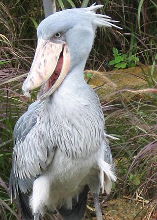 VGerUnlocked's tweet photo. @audubonsociety The magnificently murderous shoebill stork! 💖 I had a dream once where they could play their beaks like ocarinas~~🎶 https://t.co/cEKPT3U1Nr