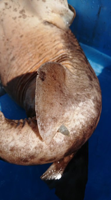 シャークジャーナリスト沼口麻子 ほぼ命がけサメ図鑑さん の人気ツイート 2 Whotwi グラフィカルtwitter分析