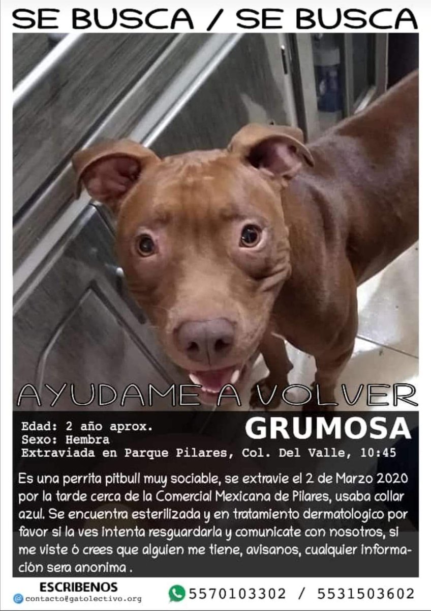 cristina rocha tweet media