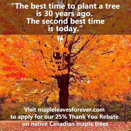 MLeavesForever's tweet photo. #TreecareTuesday MARCH #maplecare:
✔ monitor trees for over-winter damage and repair as needed
✔ finalize planting plans
✔ contact nursery to order trees (if you haven't already!)
✔ Apply for 25% Thank You Rebate from MLF by May 15, 2020 https://t.co/HH6WdidP0k https://t.co/OdXFVFvwrn