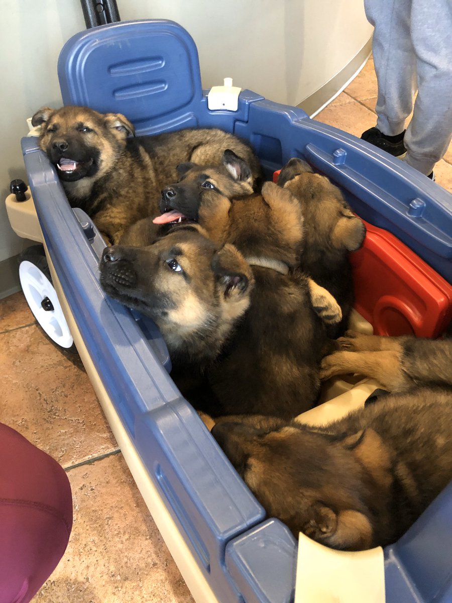 Forget Super Tuesday results, somebody brought a wagon full of GSD puppies to the vet today and I am dead.