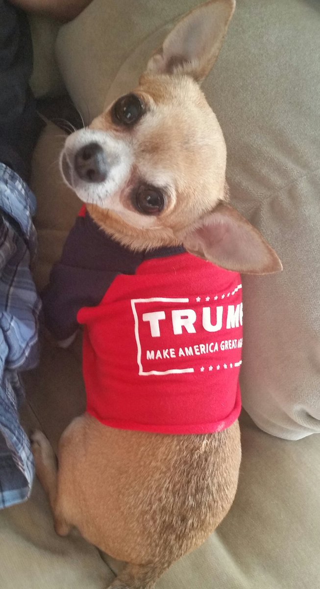 GodWins458's tweet photo. #chihuahua
#dogsforTrump
#conservativedogs
#KAG2020
@realDonaldTrump https://t.co/lZzn2xnzDV