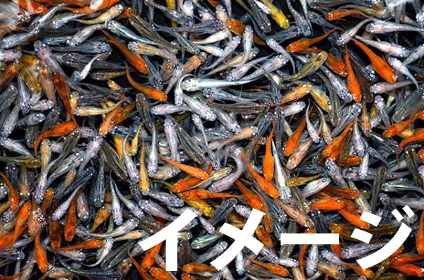 marugenofficial's tweet image. ✨Twitter限定イベント✨

メダカミックス30匹プレゼント🎁
ー3名様ー
送料はこちらで負担致します♡

‼️応募条件‼️

①丸玄(@marugenofficial )をフォロー
②このツイートをリツイート
③鍵アカウントの方は不可

応募期間
3日9日(月)12:00まで

当選者には締め切り後DM致します💖