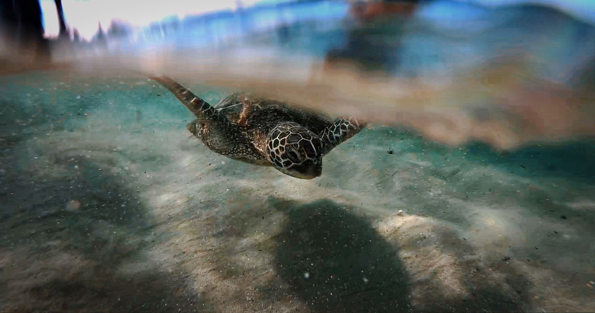 soo.nr/N1Tw
#turtle #turtles #oceanlife #underwaterpics #oceanlovers #divinglife #snorkeling #snorkelingoahu #greenseaturtle #hawaiiangreenseaturtle #snorkelhawaii #underwater #honu #ocean