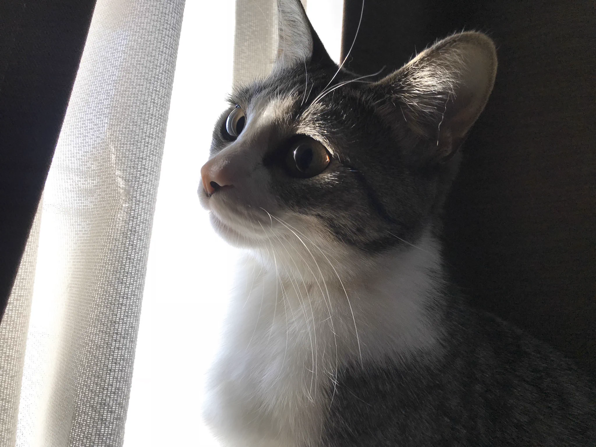 閉じ込められたプリンセスのような雰囲気の、猫が綺麗www