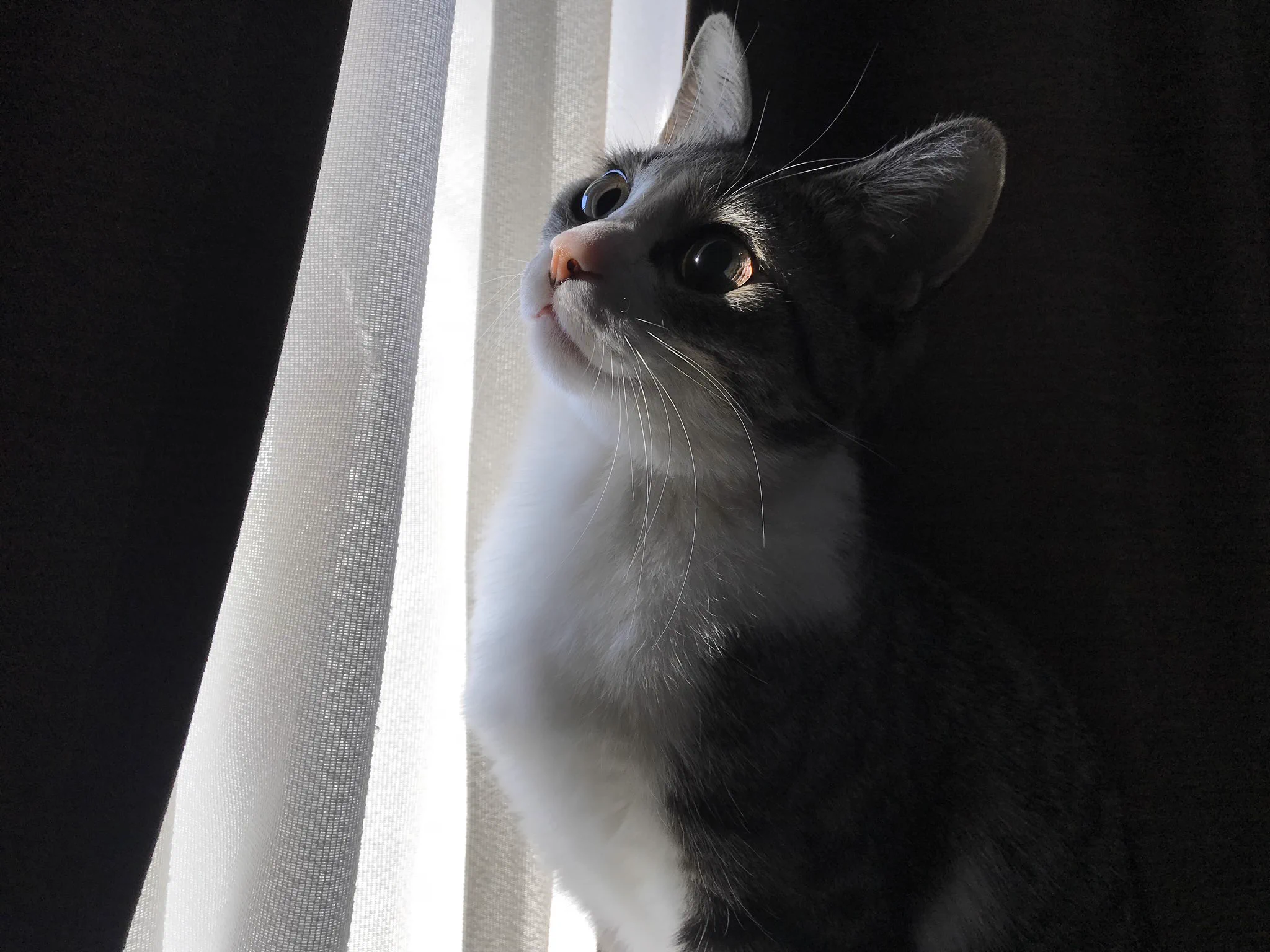 閉じ込められたプリンセスのような雰囲気の、猫が綺麗www