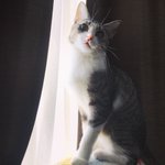 閉じ込められたプリンセスのような雰囲気の、猫が綺麗!