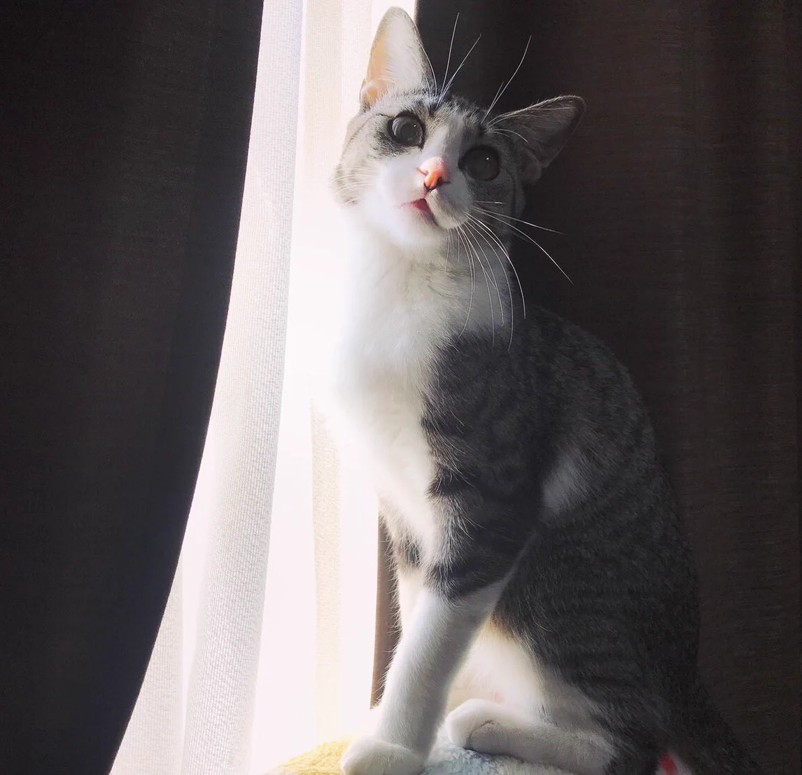 閉じ込められたプリンセスのような雰囲気の、猫が綺麗www