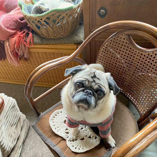 雨降る前に散歩 実家のニャンコチームは寒いからみんな寝てました つまらんねぇ ひぐち にちほのイラスト