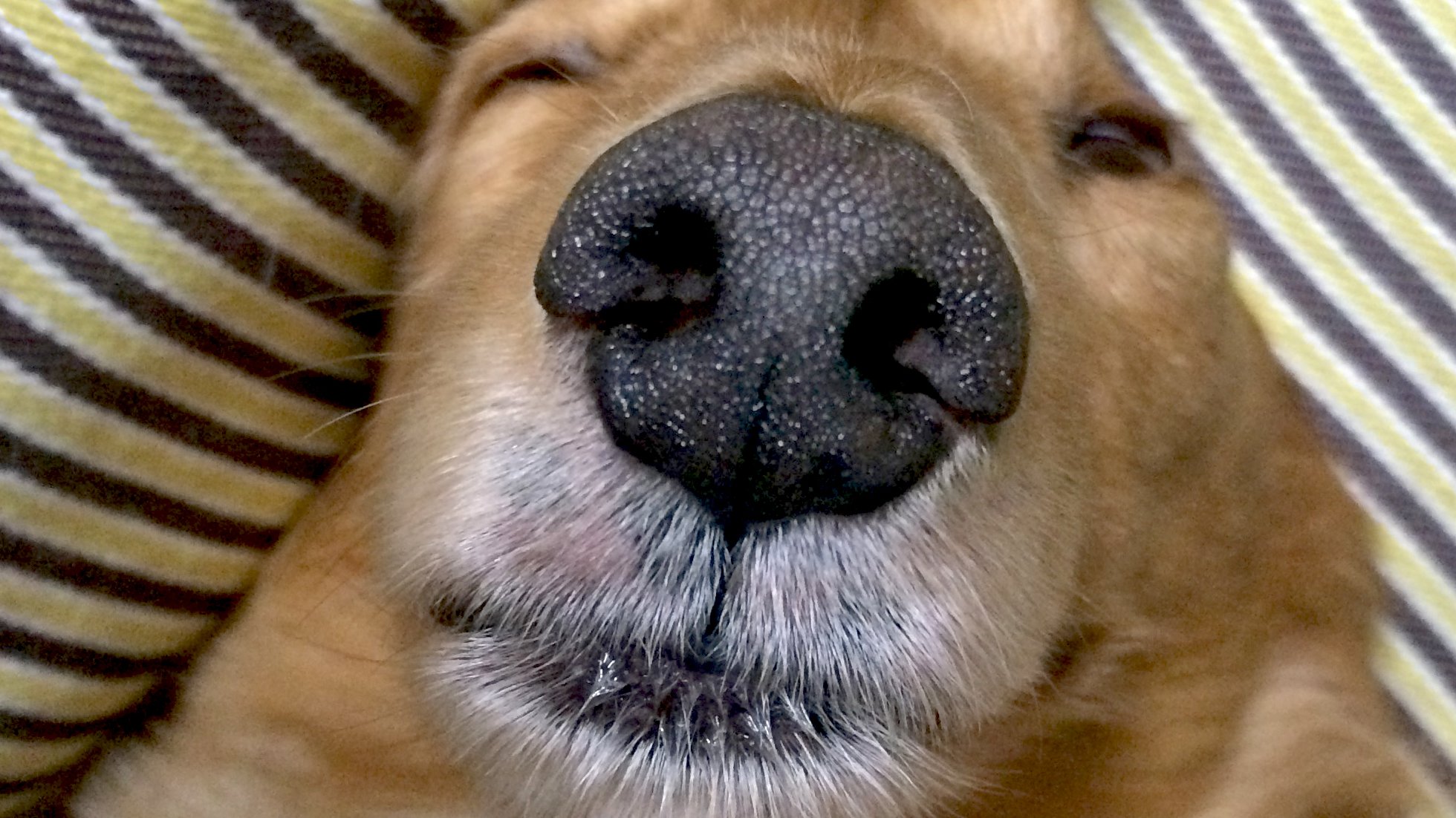 تويتر じろとはると下僕 على تويتر トレンドの マズルフラッシュ が犬や猫のマズルと勘違いして可愛い 写真をあげてる人が大勢いると聞いたので ボクのマズルフラッシュボンバーも見てください T Co Kupsvhbkg5