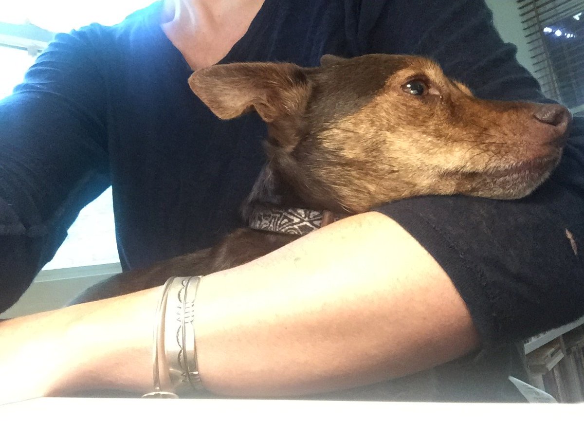 aus_anth's tweet photo. Can someone please invent a 'side-car' for my office chair? So Brown-dog (pictured) can sit with me while I write: the dog-head-rested-in-elbow-crook makes it hard to drive the keyboard @AnthroDogs #anthrotwitter https://t.co/RVpiR2k4uy