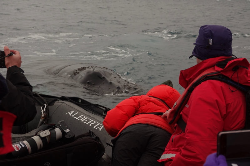 This curious young humpback Whale came across and swam around and under our Zodiac for around 10 minutes, sometimes just laying there looking at us and the Zodiac! Charlotte Bay, Antarctic Peninsula #HumpbackWhale #Wildlifeencounter #Antarcticwildlife #Gexpedition