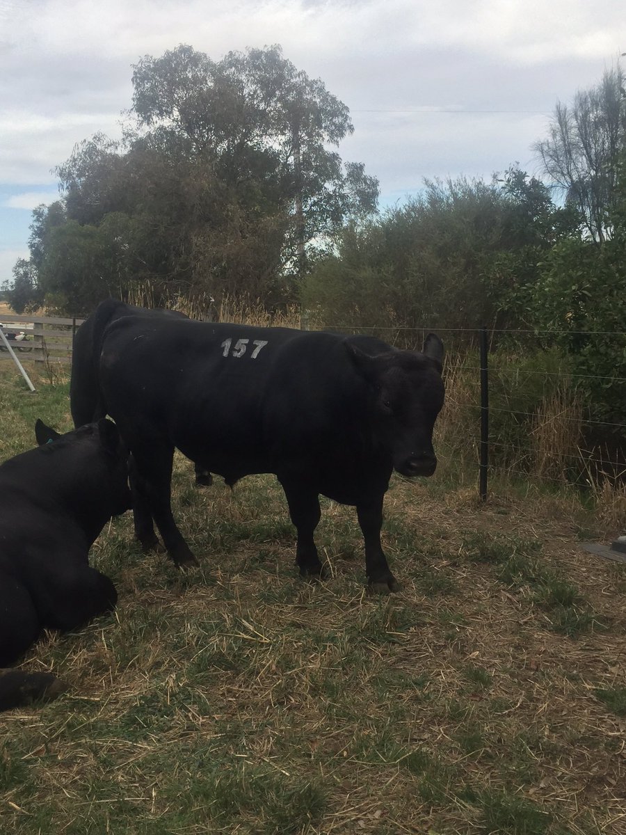 journoandy26's tweet photo. Te Mania Angus sale, Mortlake, Lot 157 bought by Murdeduke, Landfall (Tas), Sterita Park (SA), Caldwell family, NSW and TFI. @stockandland, #Angus #TeMania, #studsales #agchatoz https://t.co/WOOMSl0A1I