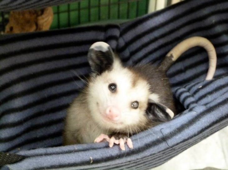 Donate to the Opposum Society of the United States. They need your help.  https://opossumsocietyus.org/how-to-help/orphaned-injured/