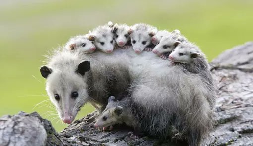 Donate to the Opposum Society of the United States. They need your help.  https://opossumsocietyus.org/how-to-help/orphaned-injured/