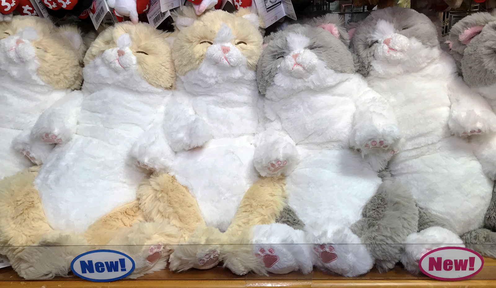 ヤマシロヤ 公式 時短営業中 En Twitter 入荷中です サンレモン ひざねこ すやすや ぬいぐるみ Cr Gy 各3 800円 税 T Co Qn1kk8zfyz しっとりとした程よい重さのある猫のぬいぐるみ お膝にのせたり ポーズをとらせたり あおむけで