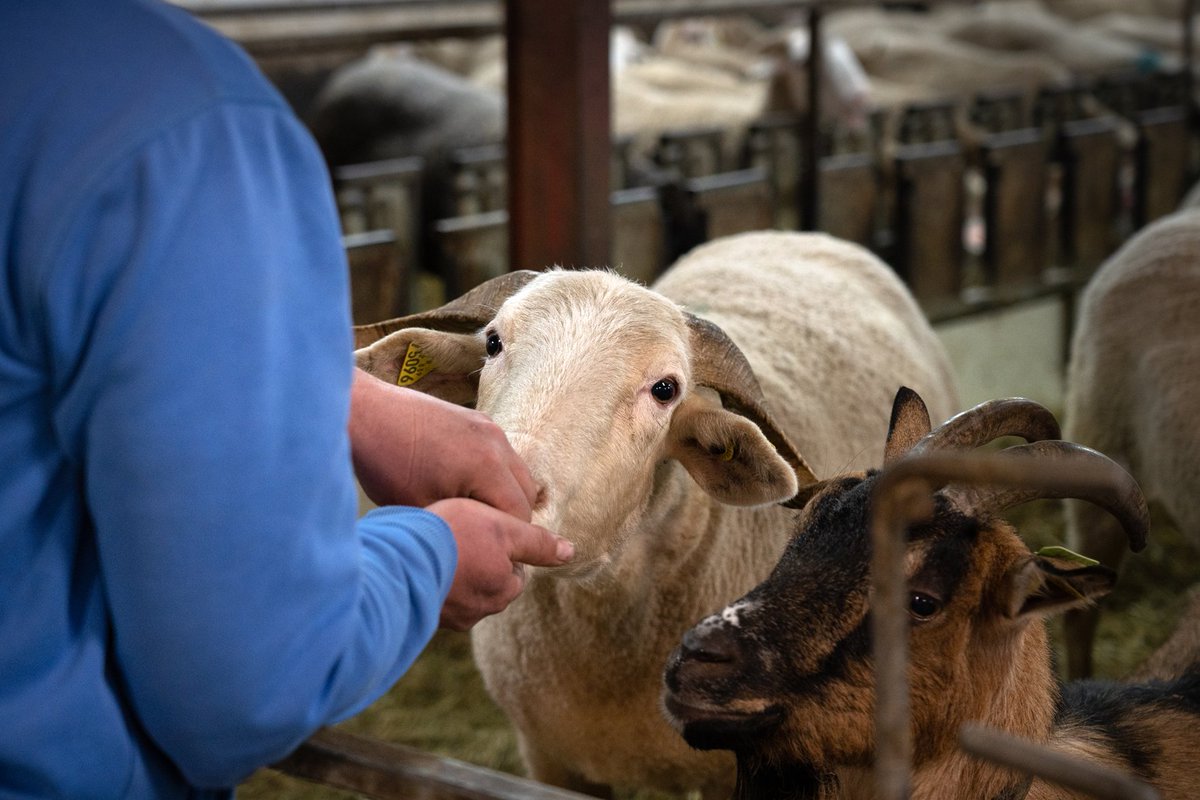 departementhapy's tweet photo. #Jeu #concours :
Jusqu'à dimanche, c'est le Salon de l'#agriculture de #Tarbes ! RDV au Parc des Expos de Tarbes - Hall 3. Pour gagner vos places dites quel est votre produit made in #HaPy préféré ! 10 places en jeu - Tirage au sort vendredi 14h.
📷 P. Meyer #hautespyrenees https://t.co/Jm6kevg1RC