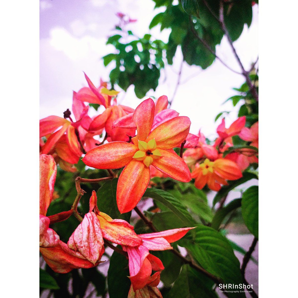 Shricastic's tweet photo. “Love is the flower you’ve got to let grow.” 🌸
#ShowmAn_Snaps 📸✨
.
.
.
.
.
.
.
.

#flowerphotography #flowers #flower #nature #flowerstagram #naturephotography #photography #macro #flowersofinstagram #flowerpower #garden #perfection #photooftheday #flowerlovers #naturelovers https://t.co/kvva9FY6v9
