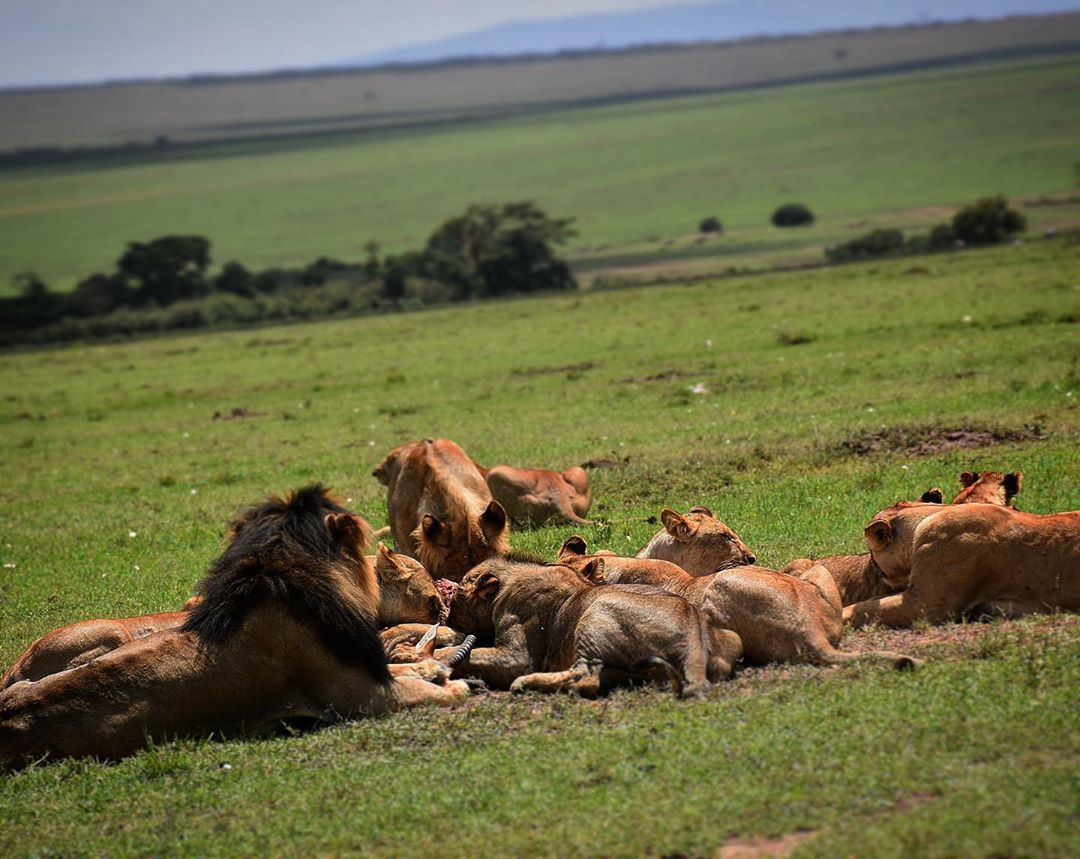PartnerLtd's tweet photo. Want to go on a Tanzanian wildlife safari holiday where you can relax in style and comfort? 

This safari package is just for you @ https://t.co/uBSNdKu5Sy
#safari #luxurysafari #adventure #trip #travel #travelafrica #vacation #holiday #africansafari #travelphotography https://t.co/FYzB9ZQgx0