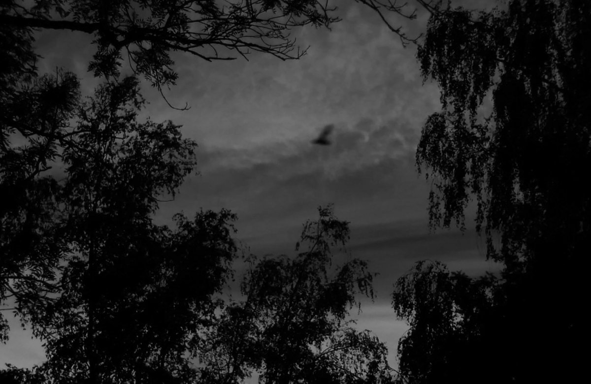 HallstenJohanna's tweet photo. Animal Gaze Constructed conference and exhibition this Friday and Saturday at The Cass, London Metropolitan University. Pv Friday at 6pm, all welcome! (Video still from My Friend, with Your Electrical Impulses, J Hällsten, 2019) #thecass https://t.co/4QH0b1CgLM