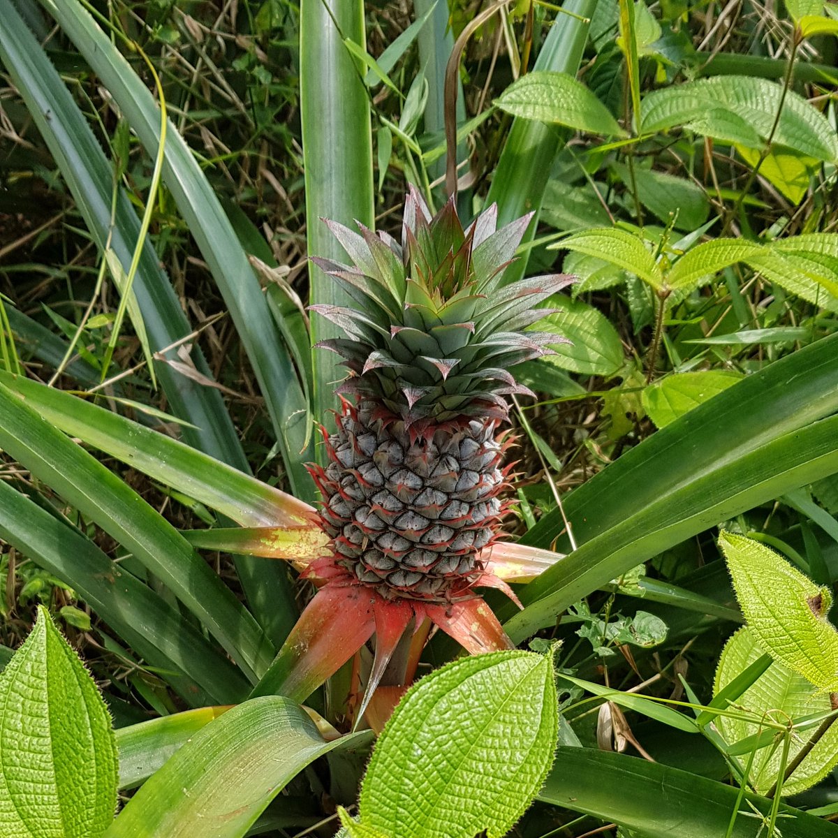 KLLandDisc's tweet photo. We just spot a wild growing pineapple in the jungle of Lam Ru national park.
#khaolak #thailand #pineapple #jungle #lamru #nature #hiking #ontour https://t.co/oaBlklvKDw