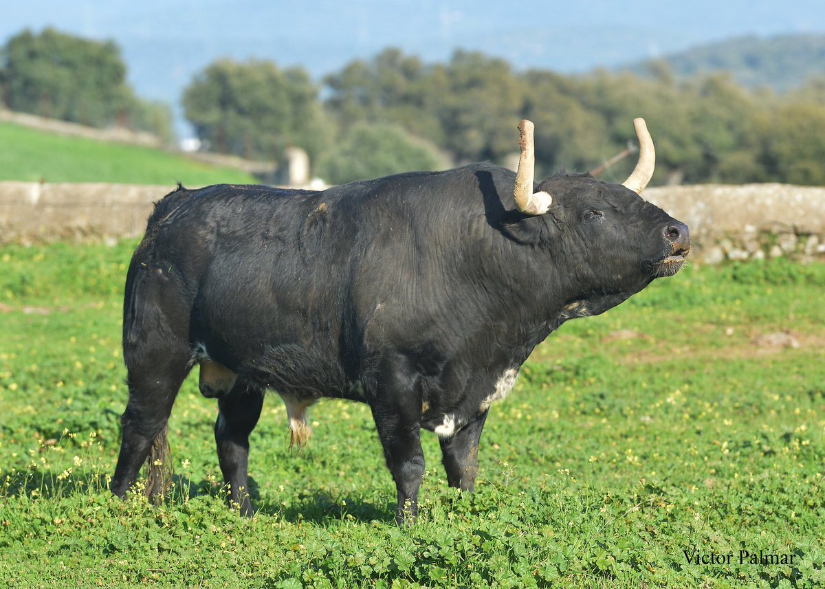 torosdegerardo's tweet photo. Toro para esta temporada,la numero 72 de esta ganadería 40/6 Desertor https://t.co/vDc5eVCuae