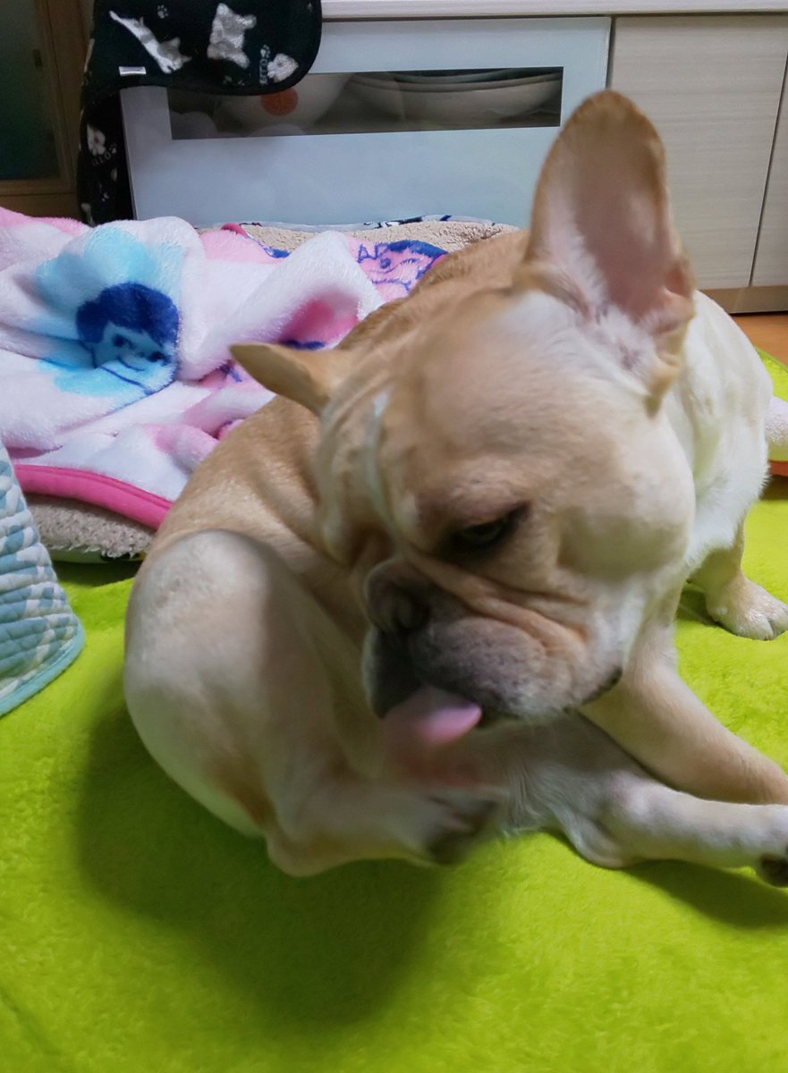 Tomo Aki On Twitter ぶぅちゃん またカイカイかな エリカラつけないとね フレンチブルドッグ エリザベスカラー