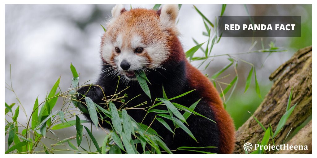 ProjectHeena's tweet photo. Rapid industrialization and growth are resulting in 50% red Pandas becoming homeless. Do you think they deserve this? #growthatwhatcost🤔 https://t.co/v6ldmrvc7F
