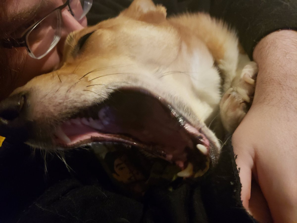 Commissioner Gordon The Corgi tweet media