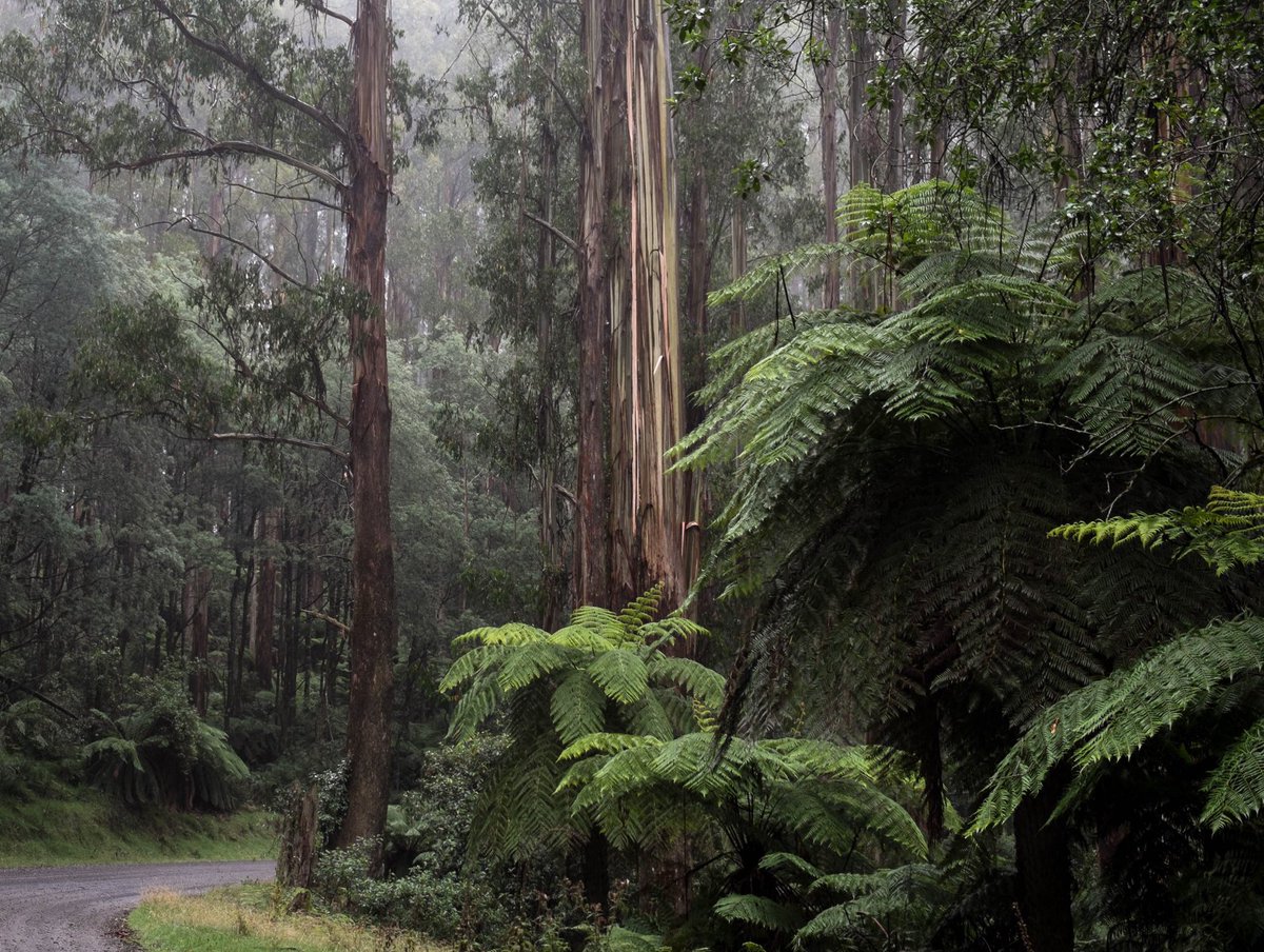 ForestCVic's tweet photo. Third successful day of protests in the #ValleyoftheGiants on #Taungurung country. If it wasn't for community actions these precious forests on Melbourne's doorstep would be logged for paper. @DanielAndrewsMP gov must act, Victorian's want these forests protected. #springst https://t.co/p9aAbhUte5